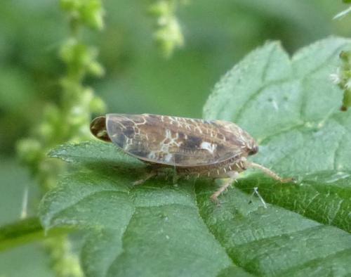 Réf. 286 339 : Allygidius sp.